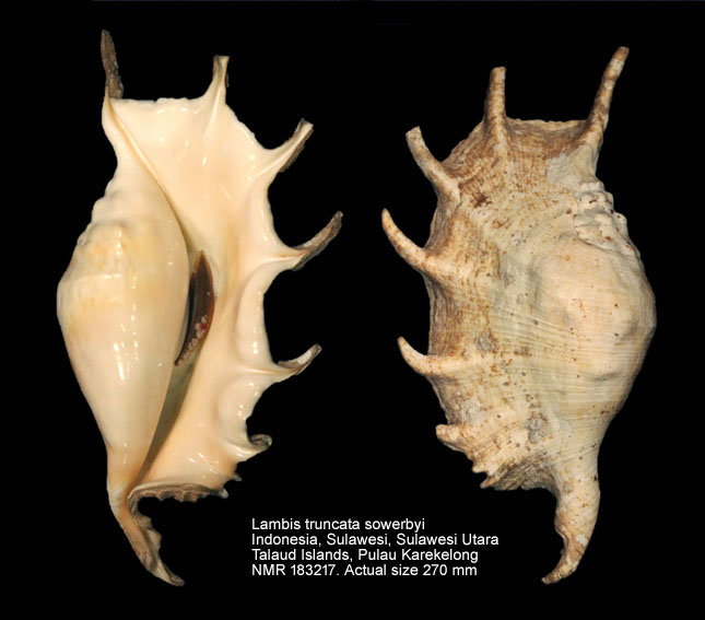 Lambis truncata sowerbyi.jpg - Lambis truncata sowerbyi (Mørch, 1872)